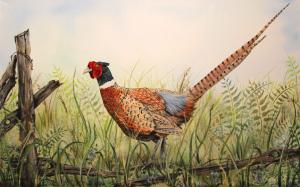 Artist Jean Plout Debuts Glorious Pheasant Painting.